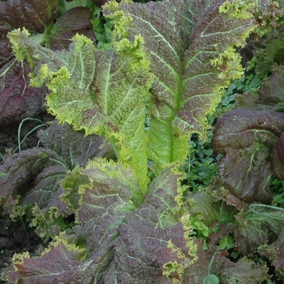 Moutarde Indienne Frilled Dragon Magma Mix BIO