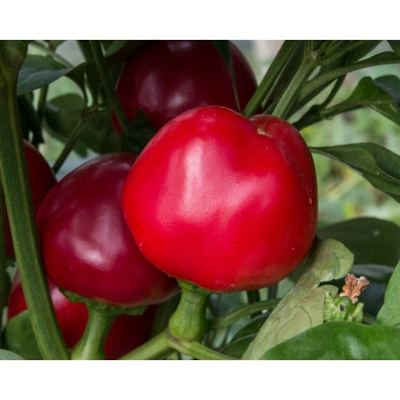 Piment Doux /Poivron Cherry Time BIO Kokopelli
