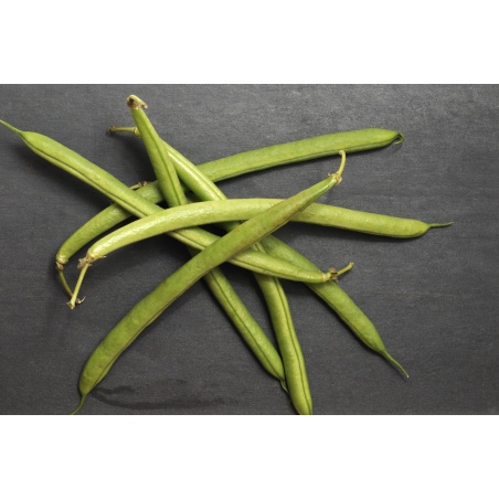 Haricot Vert Mangetout Nain Bio