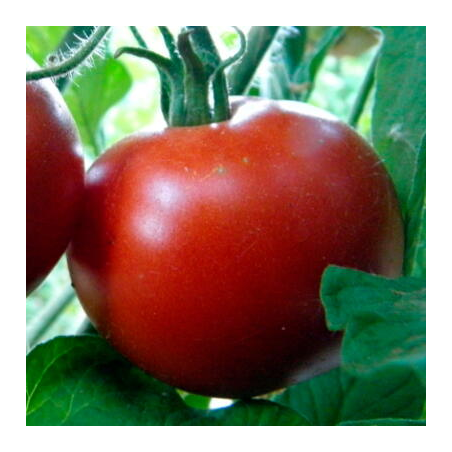 Graines Bio Tomate Rouge très  précoce Moravsky Div BIO Kokopelli