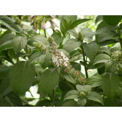 Garines Tulsi Vana  BIO
